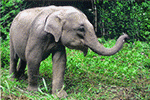 Elephant Reintroduction Foundation : Activities and Projects